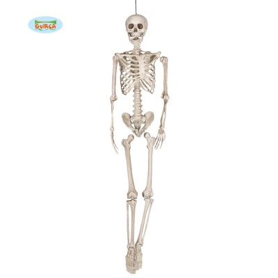 ESQUELETO 160 CMS