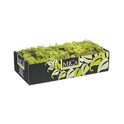 MUSGO VERDE