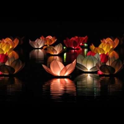 FLORES LOTO ACUATICAS